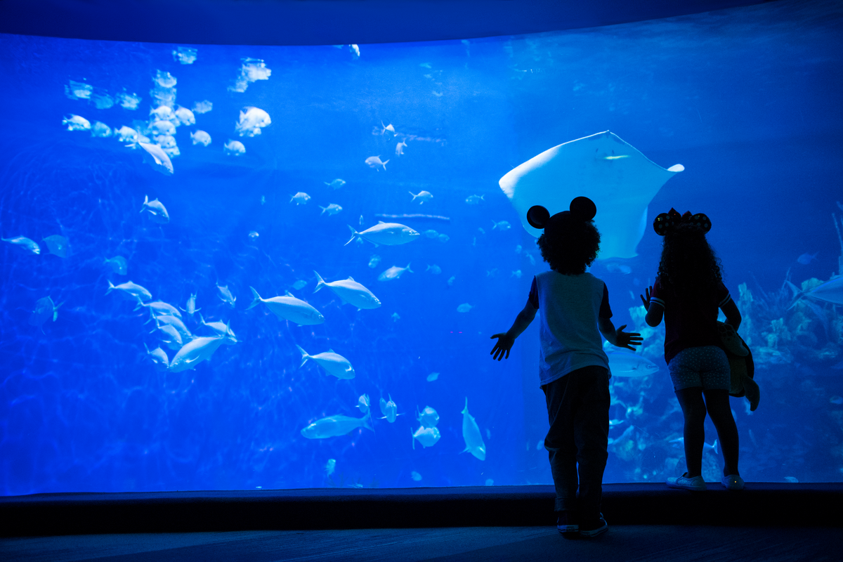 Children in front of an aquarium