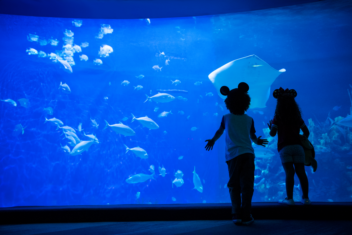 Enfants devant un aquarium