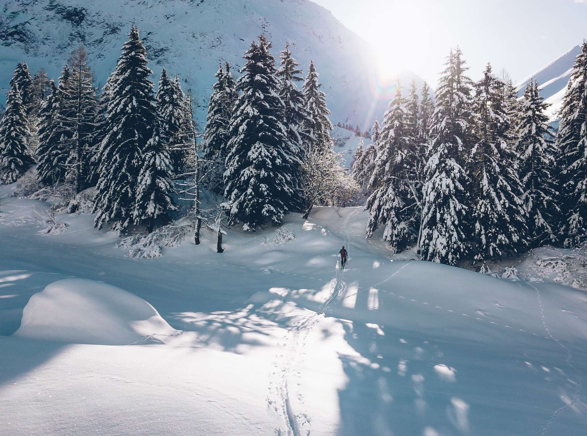 Forêt de sapins