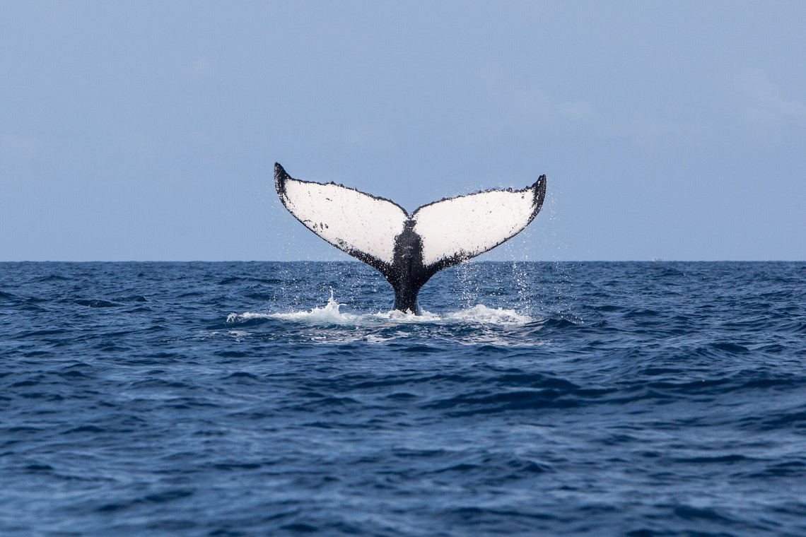 Club Med Charlevoix excursion observation baleines