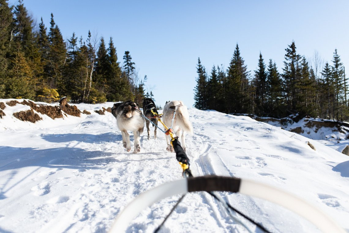Club Med Charlevoix chien de traineau