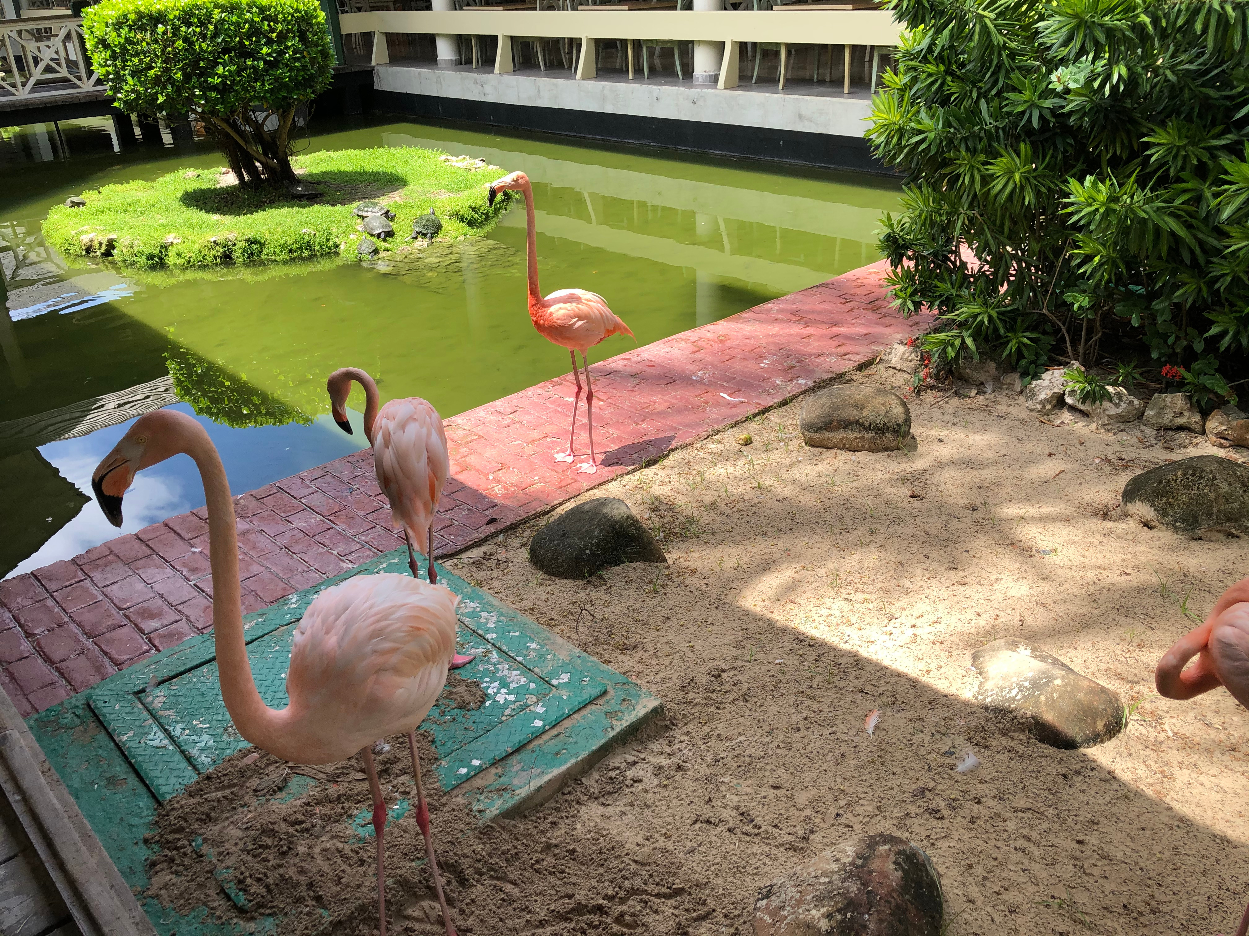 Flamants roses Flamants roses