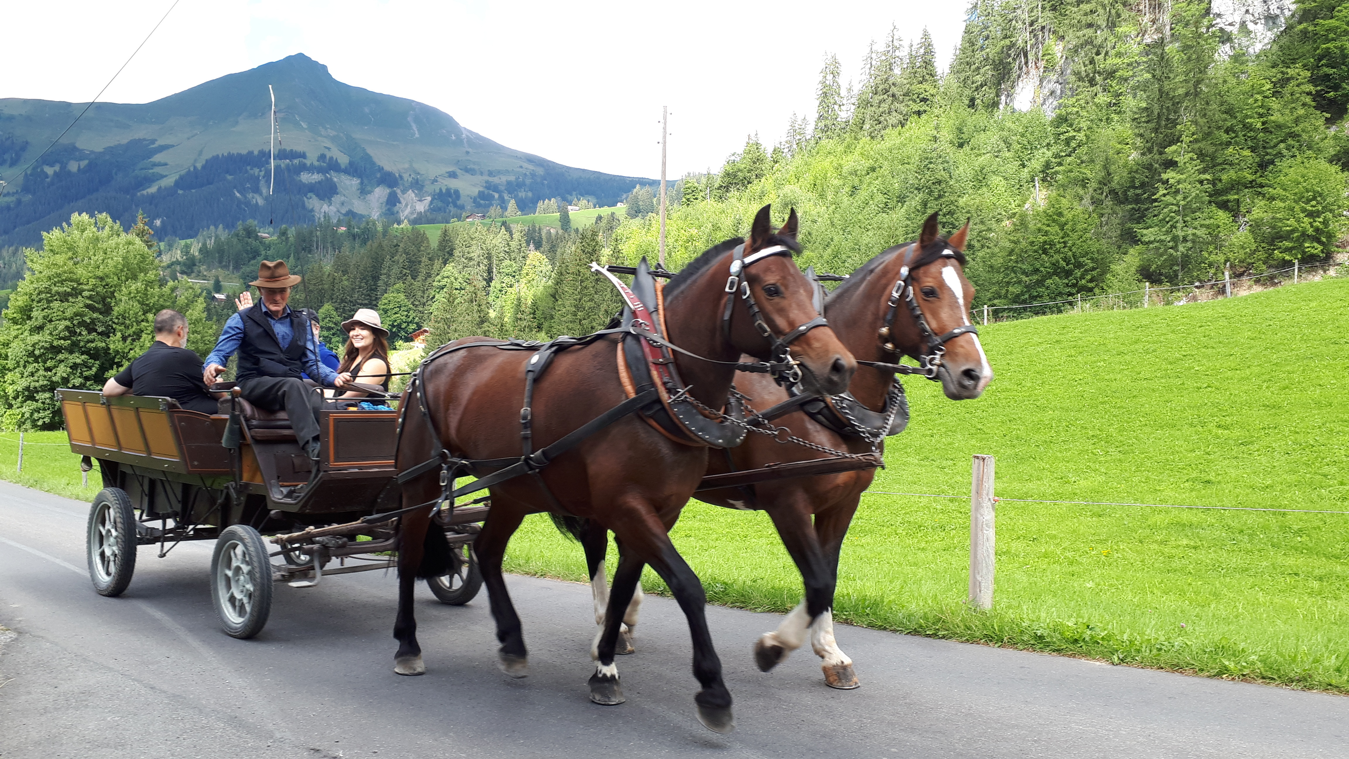 Calèches chevaux