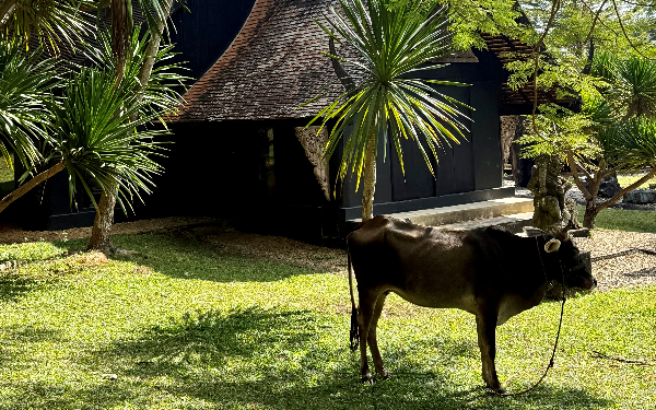 Paysage typique de Chiang Rai undefined