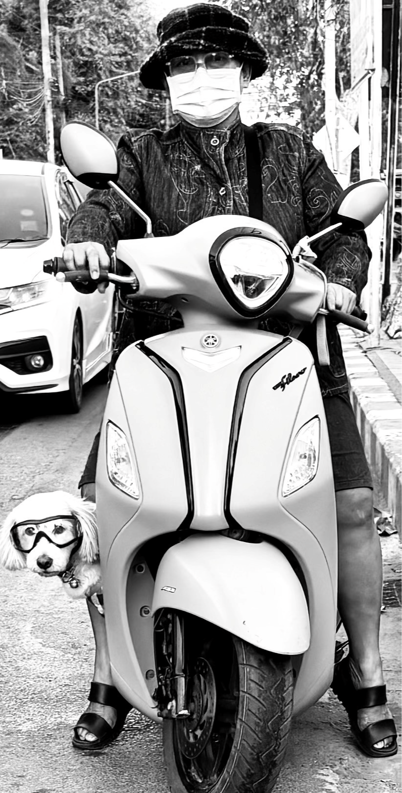 In the streets of Chiang Mai, Thailand, chien faisant du scooter undefined