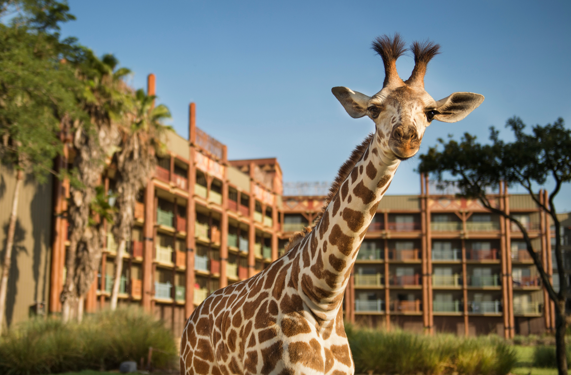 Site au Disney’s Animal Kingdom Villas - Jambo House à Walt Disney World en Floride