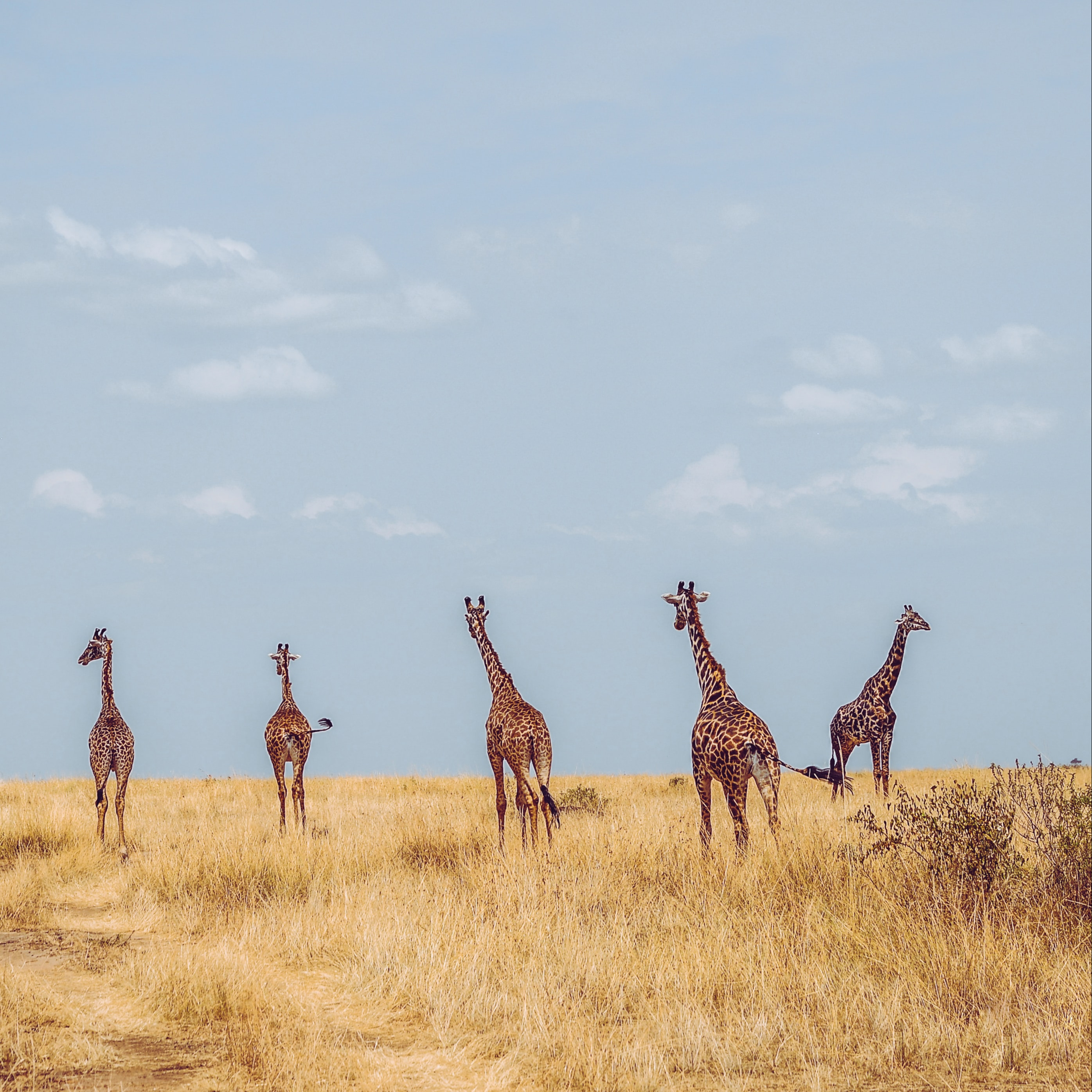 africa africa