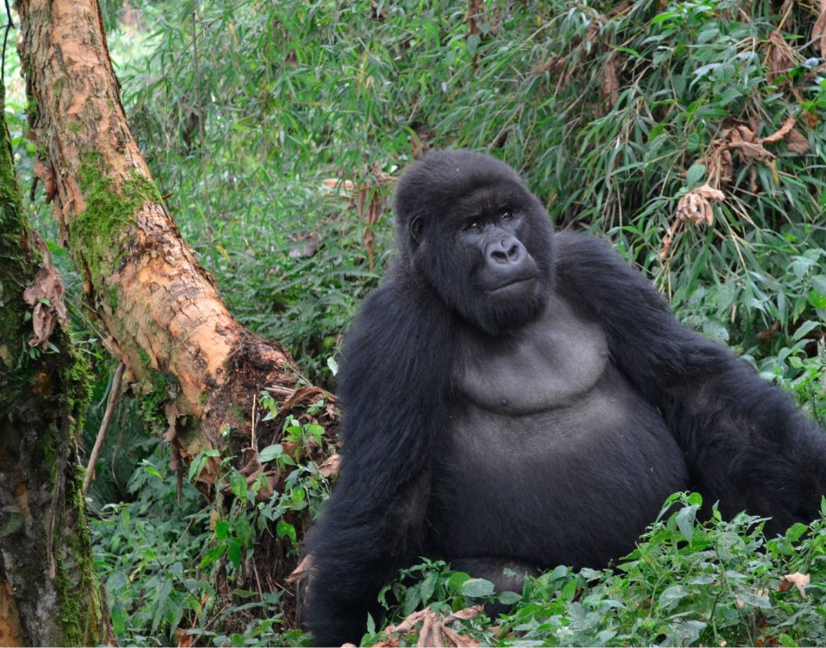 Gorille dans son habitat undefined