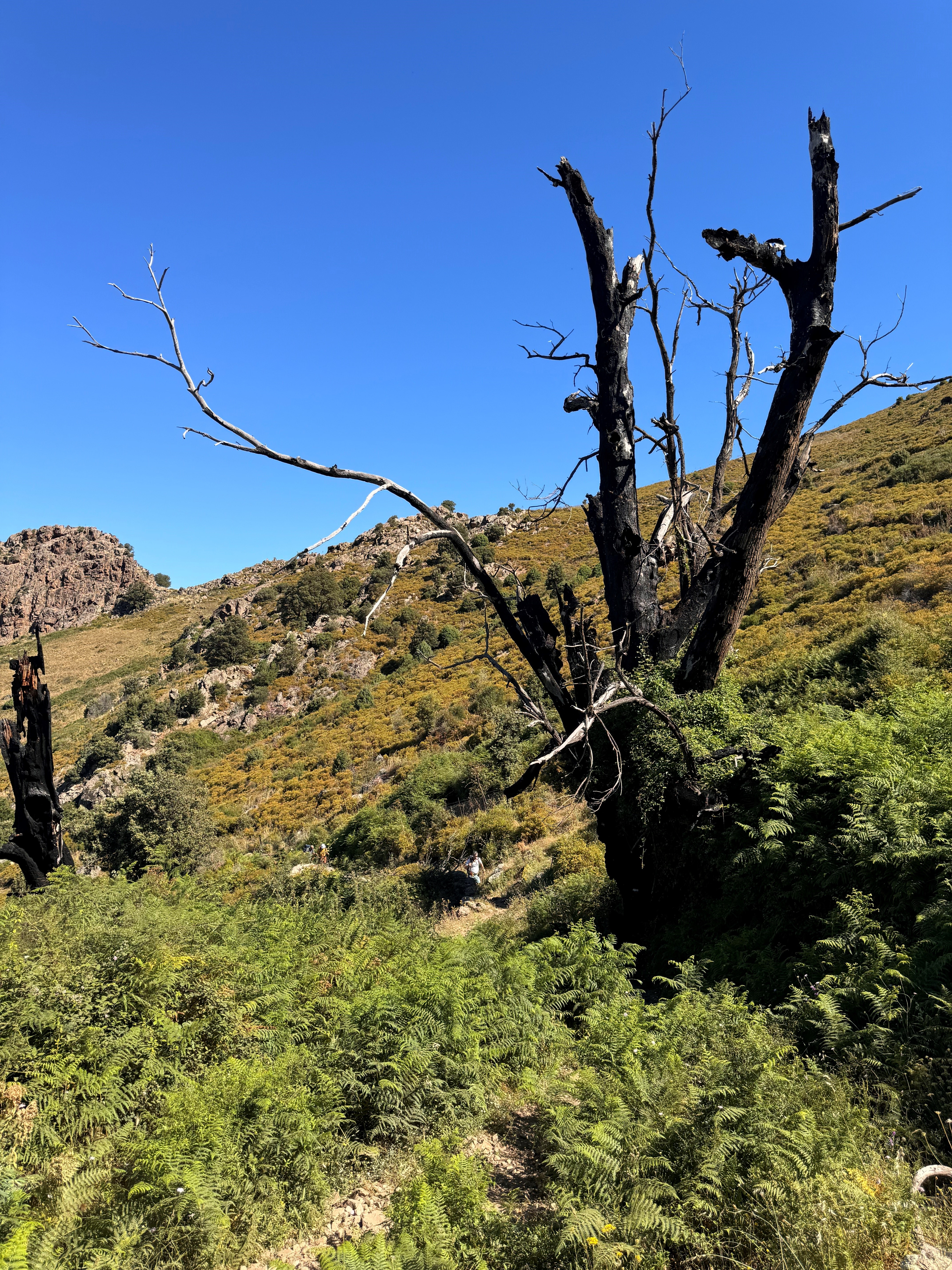 Végétation sur la montée de Calenzana Végétation sur la montée de Calenzana