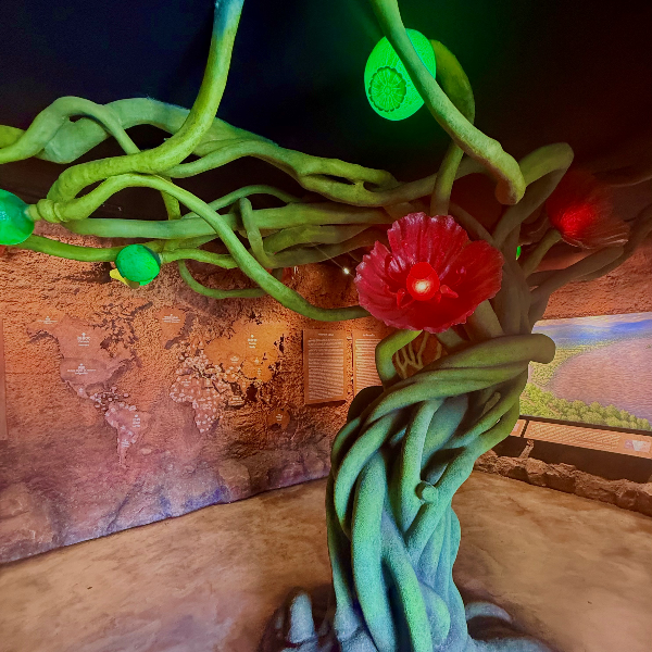 Plant de pavot en décoration à l undefined