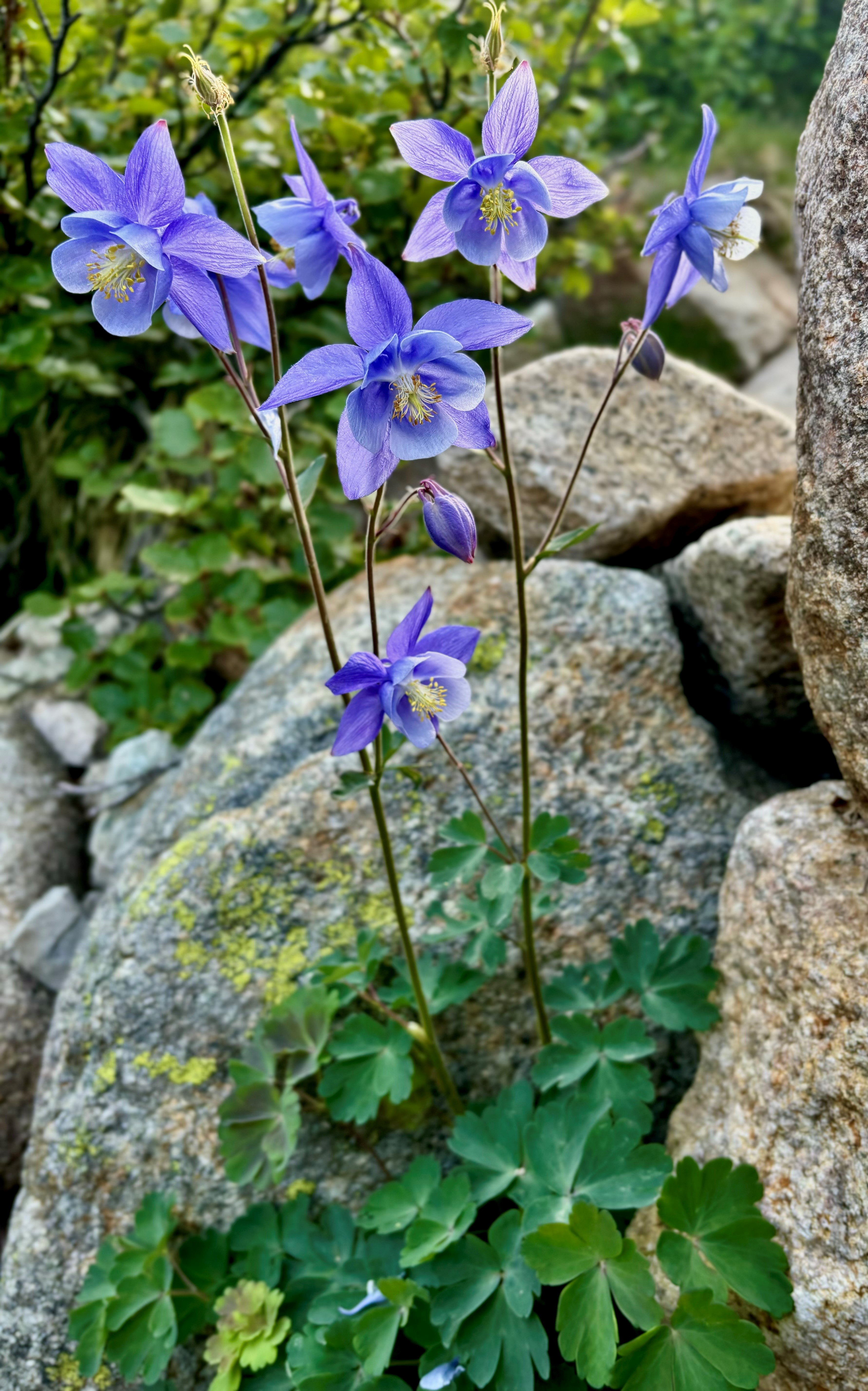 Superbe plante endémique du GR20 Superbe plante endémique du GR20
